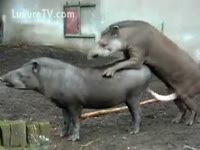 [ Zoo Porn ] Two beasts and unsightly slum in this 3D porn